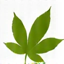 Zielony liść symbolizujący naturalne składniki